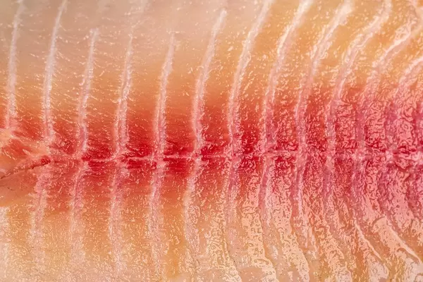 Close-up, raw tilapia fillet