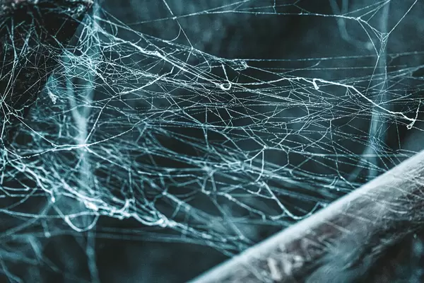 Close-up, real old spider web