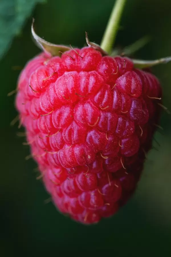 Close-up, ripe raspberry berry on a bush