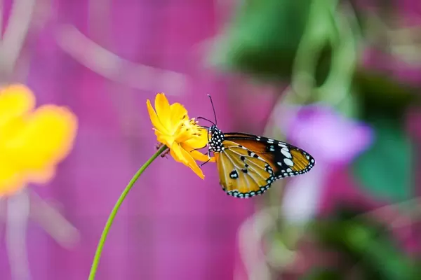 Close up shot of a monarch butterfly on a yellow flower (Flip 2019)