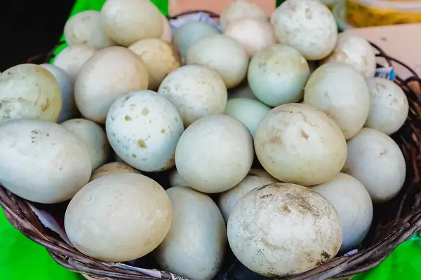 Close up shot of duck eggs on display (Flip 2019)