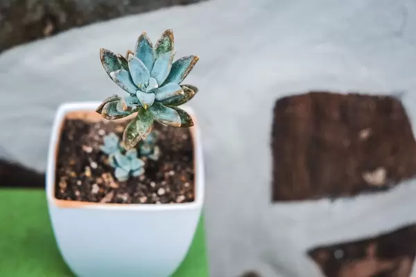 Close up shot of succulent plant with dried leaves