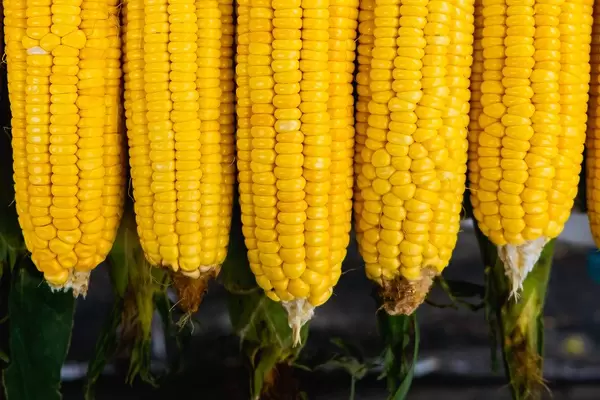 Close up shot of sweet corns