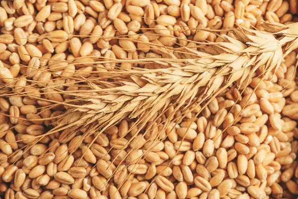 Close-up, spike of wheat on the background of wheat grains