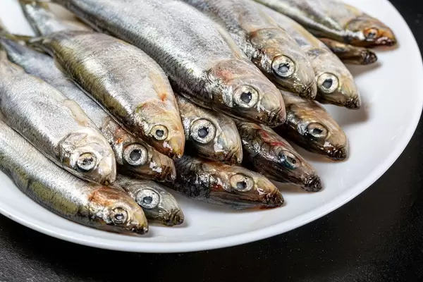 Close-up von rohen Fischen auf einem weißen Teller