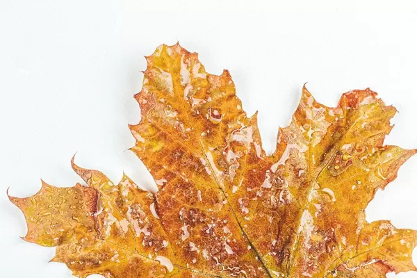 Close-up, yellow maple leaf with water drops