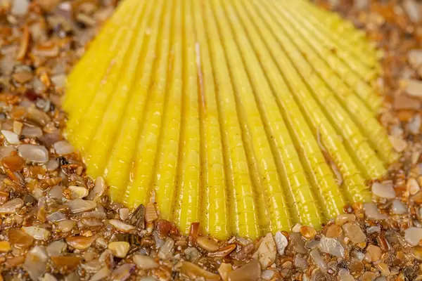 Close-up, yellow seashell as background