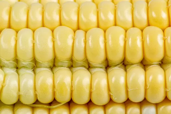 Close-up, young grains of sweet corn