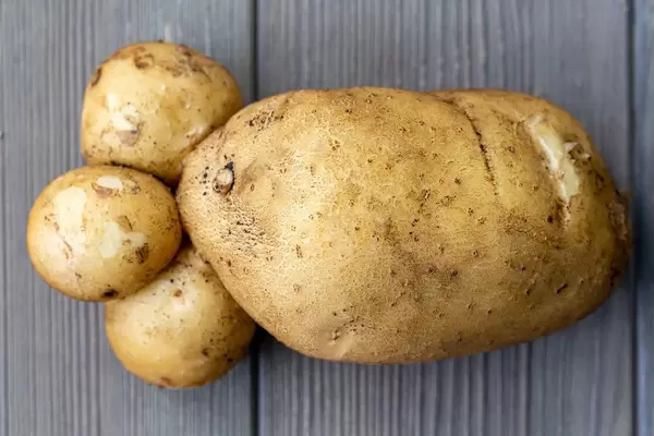Close-up, young potatoes on gray wooden background