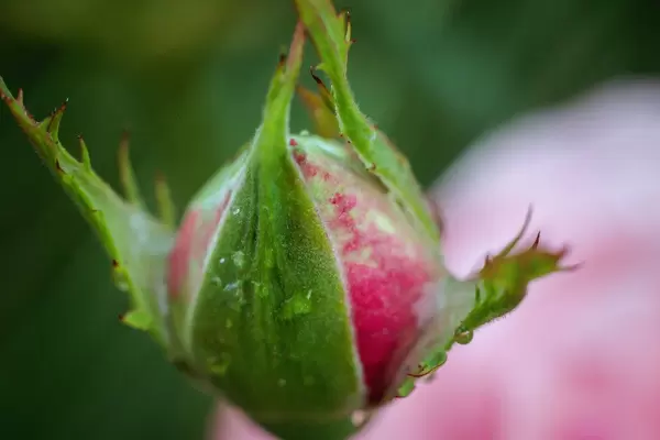 Closed red rose flower