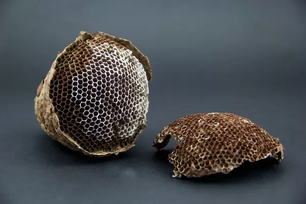 Closeup of a Honeycomb