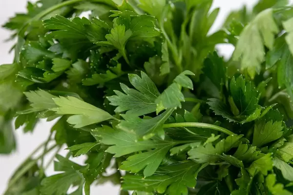 Closeup of Parsley leafs