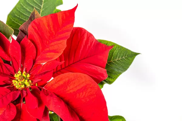 Closeup of red poinsettia flowers