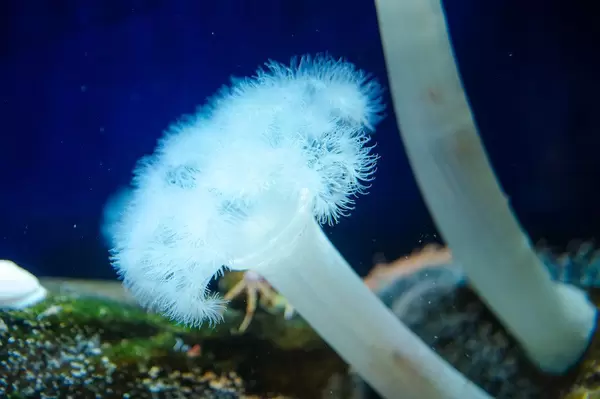 Closeup on a white fluffy metridium (Flip 2019)