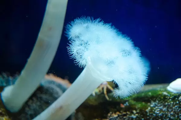 Closeup on a white fluffy metridium