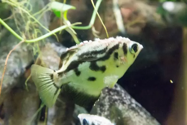 Clouded Archerfish (Toxotes blythii) at Shedd Aquarium