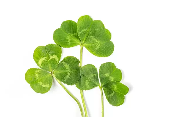 Clover leaves on a white background