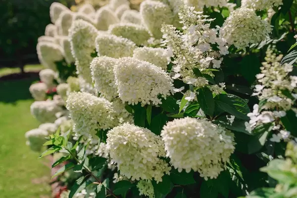 Cluster Of White Hydrangea Flowers