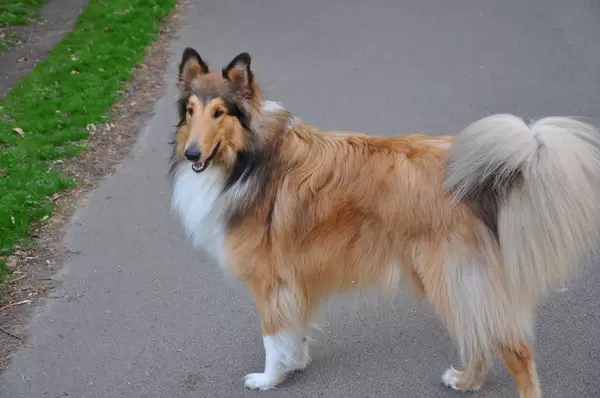 Collie