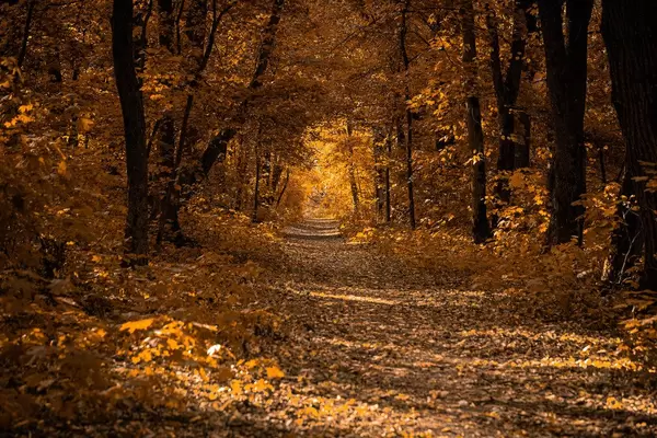 Colorful and bright autumn forest (Flip 2019)