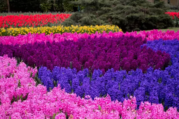 Colorful mix of flowers in Keukenhof garden in Amsterdam, The Nederlands