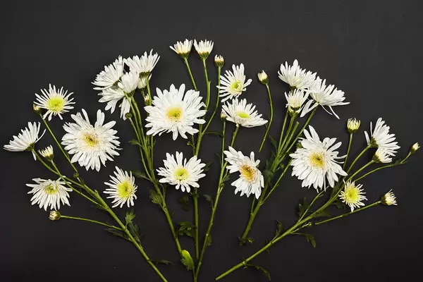 Common daisy flowers on dark background
