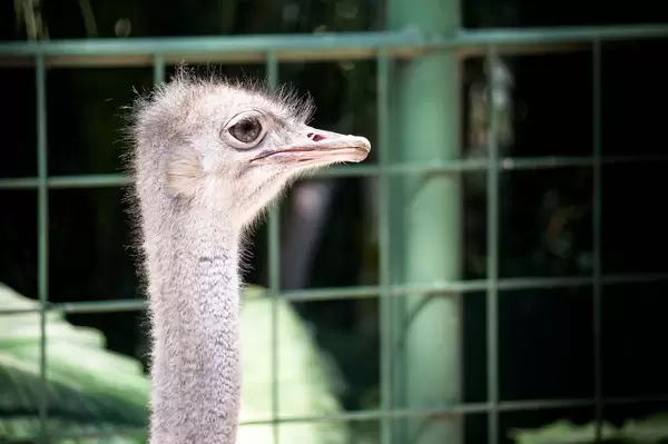 Common female ostrich