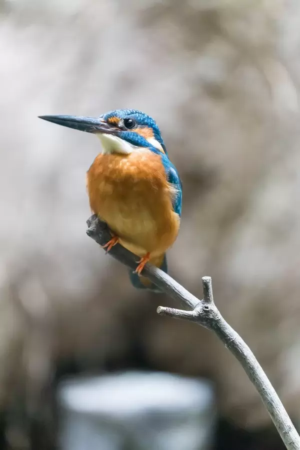 Common Kingfisher / Königsfisch