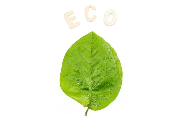 Conceptual background with green leaf and the word ECO