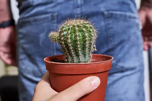 Conceptual image of a hemorrhoid