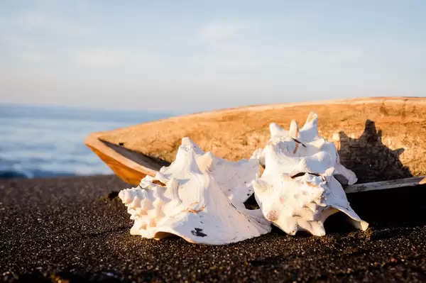 Conch shells and a wood vessel on sand