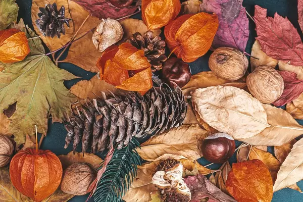 Cones, nuts, chestnuts, physalis and autumn leaves on a dark background