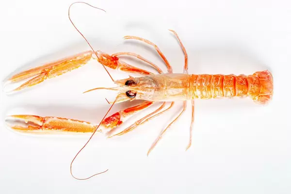 Cooked lobster on a white background. Top view (Flip 2020)