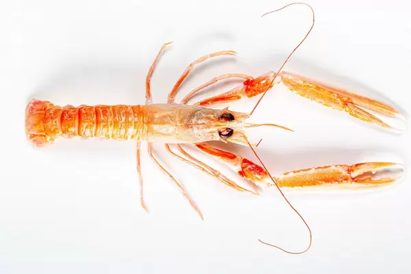 Cooked lobster on a white background. Top view