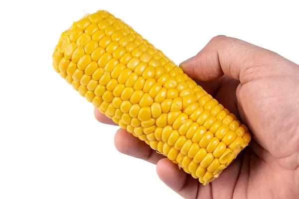 Cooked Young Corn in the hand (Flip 2019)