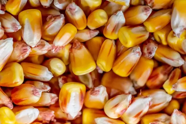 Corn close-up