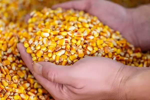 Corn in the hands of a man