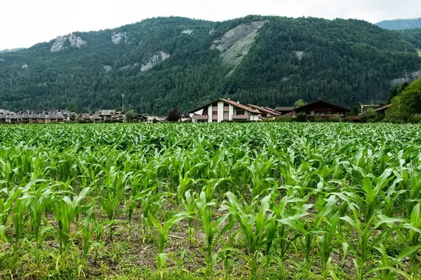 Corn plantation field in the Alps