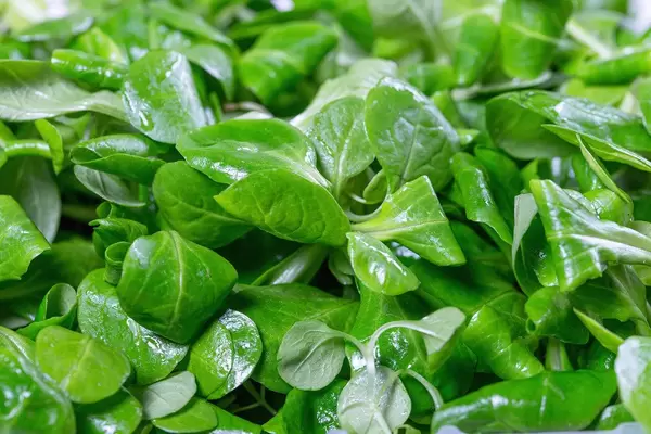 Corn salad with water drops close up (Flip 2019)