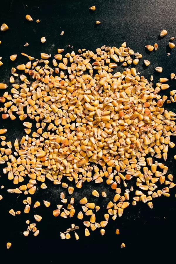 Corn seed on a black background