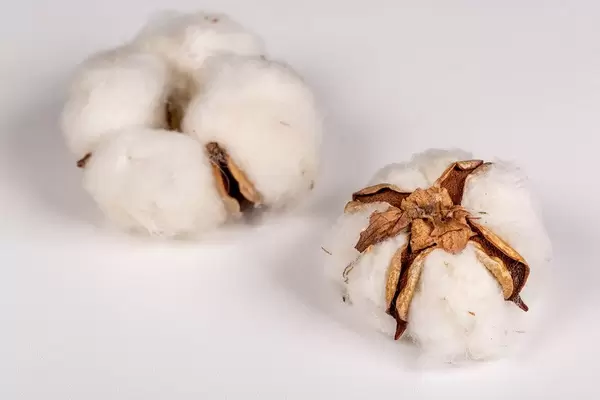Cotton plant flowers on white background