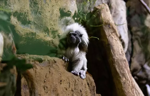 Cotton-top tamarinmonkey in Tropicarium Budapest