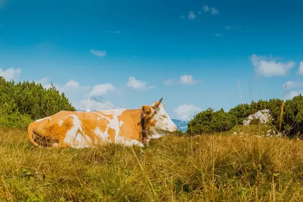 Cow laying on the grass