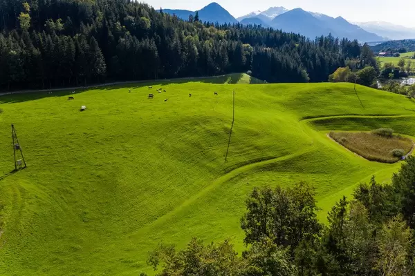 Cows grazing on a green hill near Reintal Lake in Tyrol, Austria. Drone shot in the Alps