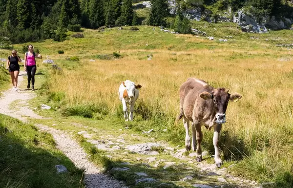 Cows on mountain pasture