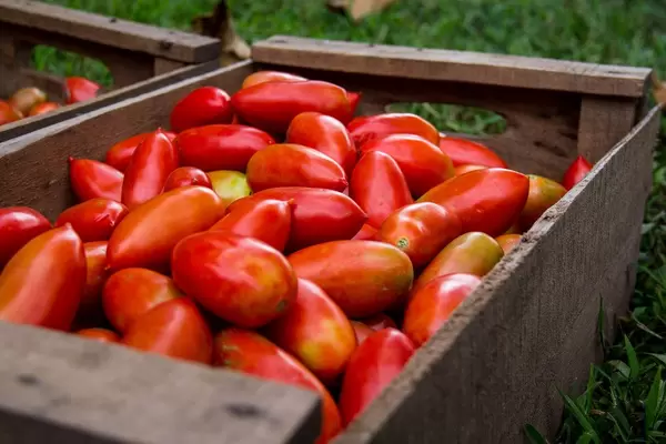 Crate Full of Tomatoes