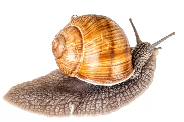 Creeping grape snail on a white background