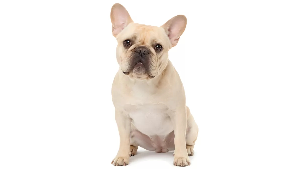 Cremefarbene Französische Bulldogge sitzt aufrecht
