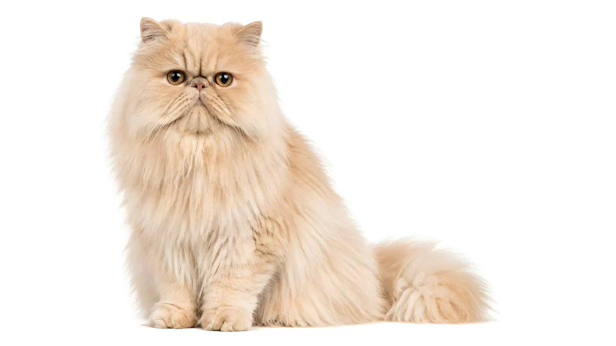 Cremefarbene Perserkatze sitzt elegant vor weißem Hintergrund