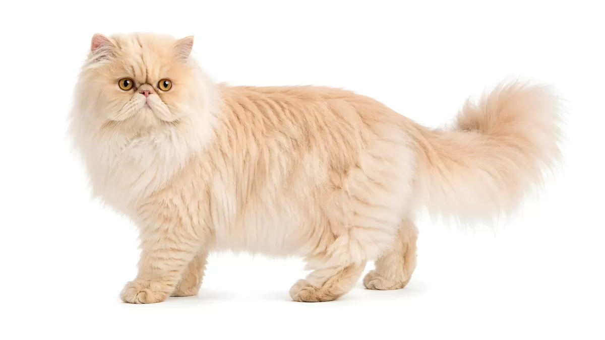 Cremefarbene Perserkatze steht elegant vor weißem Hintergrund